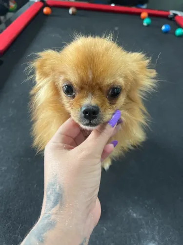 Vende se chihuahua adulto não castrado 