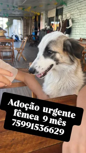 Adoção fêmea 9 mês 