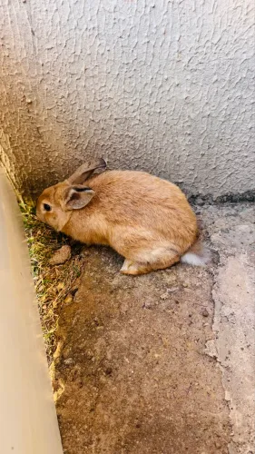 Coelho