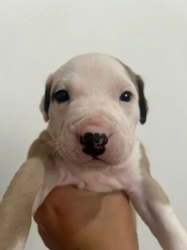 filhotes de pitbul