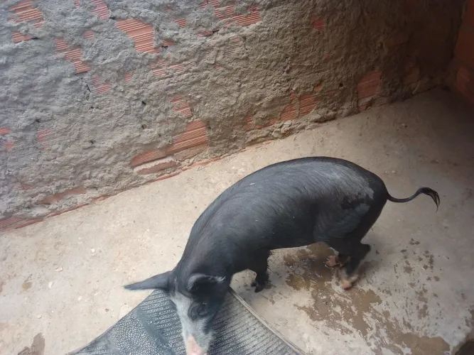 Leitão marcho