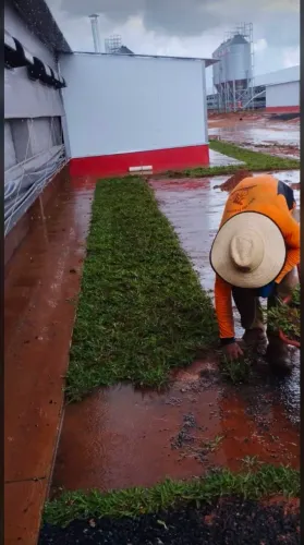Grama Batatais em toda Brasília, a pronta entrega!
