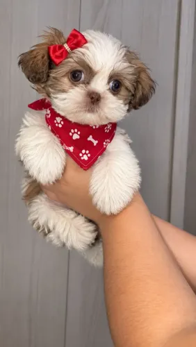 Shih tzu Machos Com Pedigree e Garantia