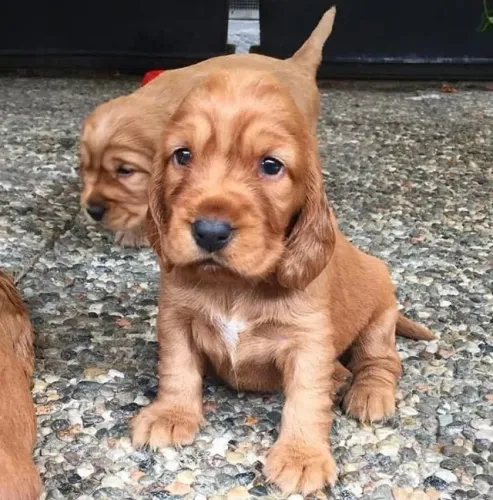 Cocker Spaniel Inglês Presença que cria harmonia
