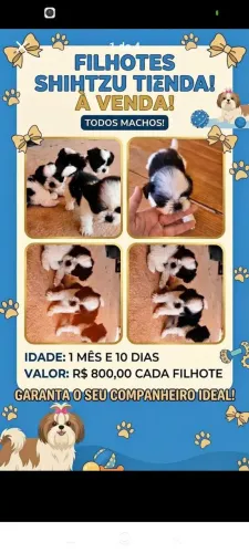 Filhote de Shitizu