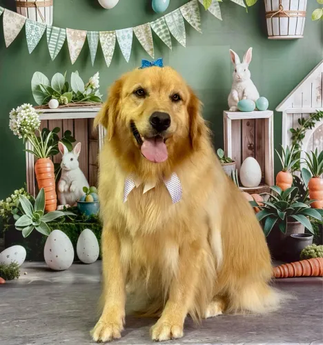 VENDO 2 GOLDENS E 1 PASTORA ALEMÃ LEIA A DESCRIÇÃO