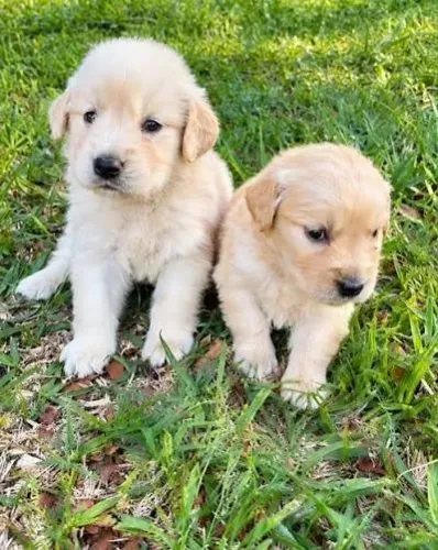 Filhotes de Golden Retriever ? Pura fofura!