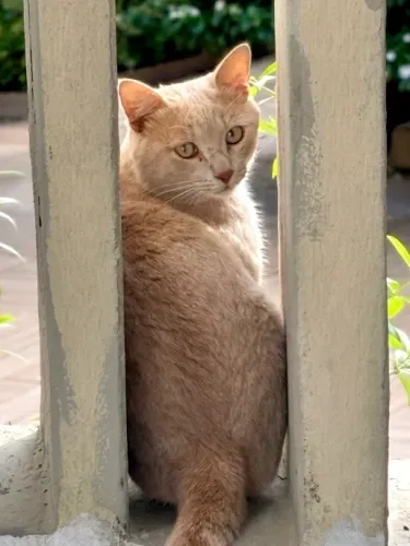 Gato Laranja Castrado para Adoção
