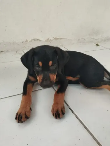 Adoção