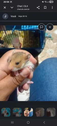 Hamster  filhote