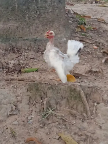 Franguinho Nagasaki 