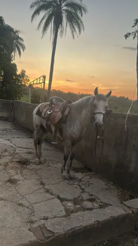 CAVALO MANGA LARGA MACHA BATIDA