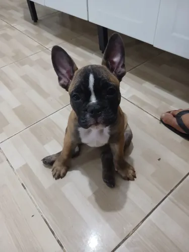 Filhote de Buldogue francês fêmea