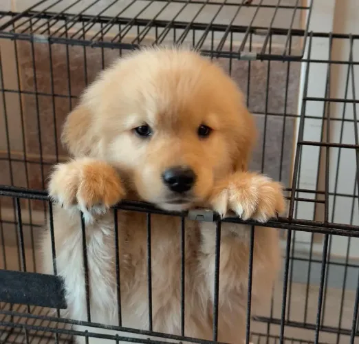 Filhote Golden Retriever, Seu lar pode ganhar uma dose extra de alegria!