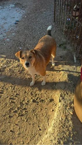 Cachorra