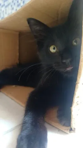 Gatinho sapeca
