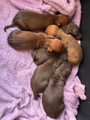 Basset Dachshund chocolate fêmea e macho