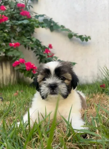 Filhote Shih tzu fêmea