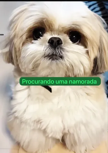 Shitzu macho Disponível