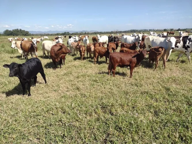 Fazenda Plana de 355 hectares de Alto Padrão em Guaratinguetá, SP.