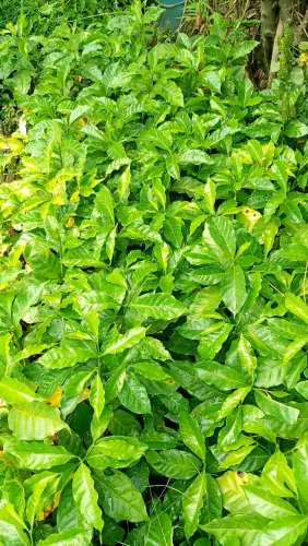 Mudas de plantas frutíferas