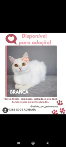Lindas gatinhas disponíveis para adoção responsável (entre no post para ver todas)