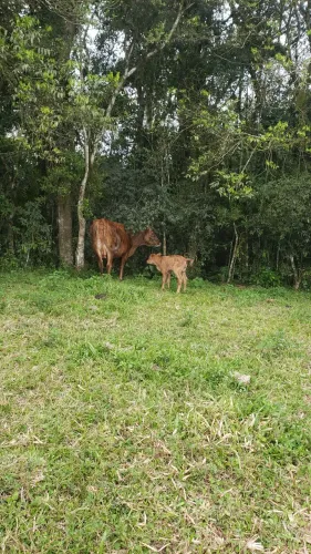 Vaca com terceira
