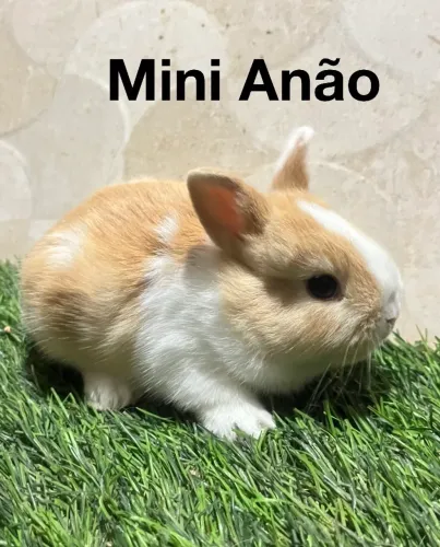 Mini Lion e mini anão 