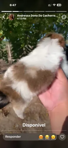 Animal de estimação