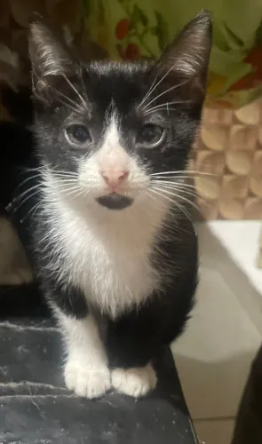Doa-se gatinhos