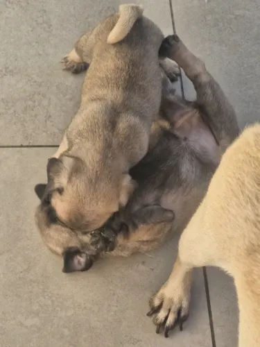 Pugs cachorro