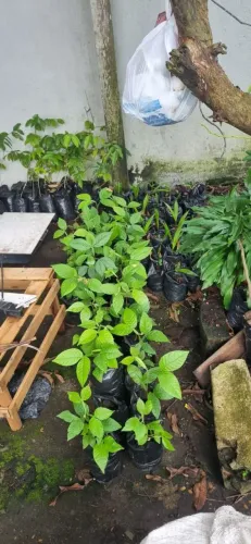 Mudas de rambutã mudas de pupunha