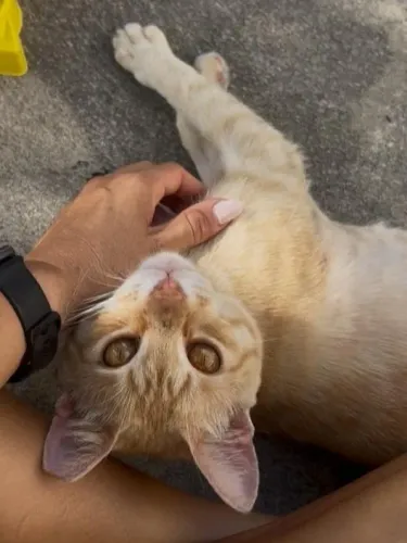 Gatinho amarelo carinhoso para adoção - Castrado e vacinado