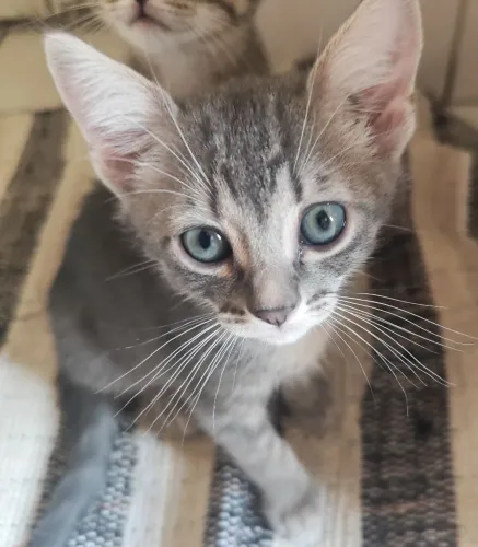 DOAÇÃO DE GATINHO