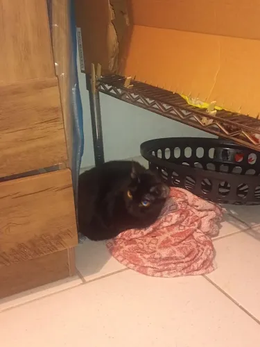 Doação Gata