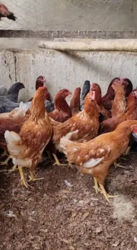 GALINHAS POEDEIRAS JOVENS - PRÓXIMAS A POSTURA