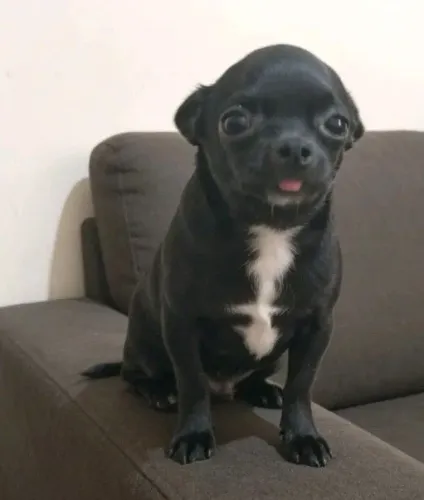 Machinho de chihuahua adulto
