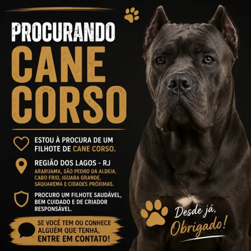 Procuro filhote de cane corso/ região dos lagos- RJ