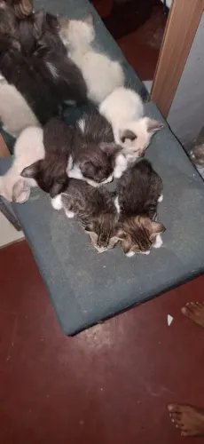 Gatos com 2 messes