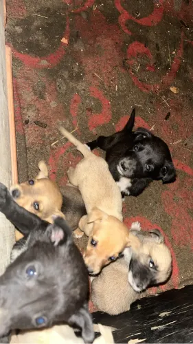 Filhote de cachorro
