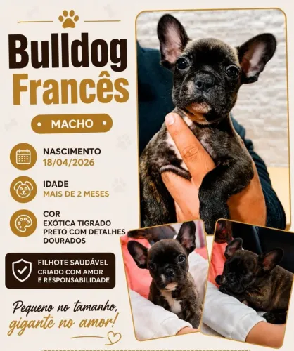 Bulldog Francês filhote 