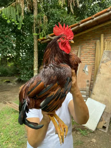 Galos Rhode Island Red