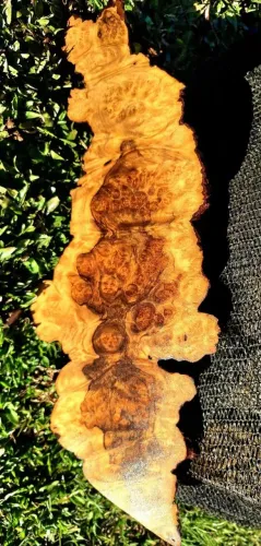 Tábua de cozinha, madeira Burl de Imbuía