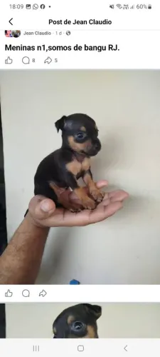 Pinscher filhotes macho