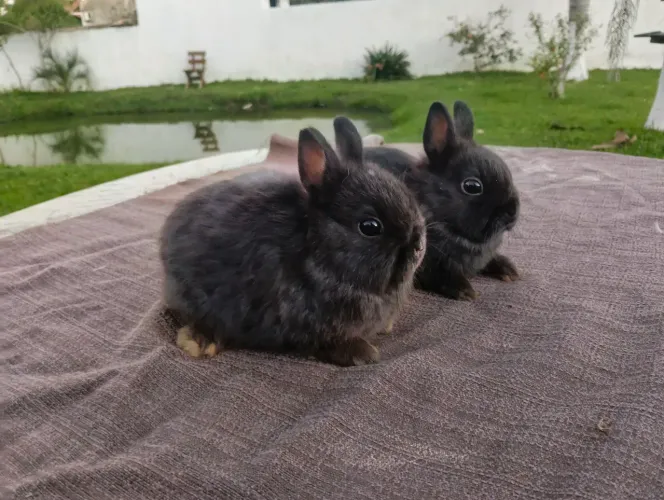 Mini coelhos