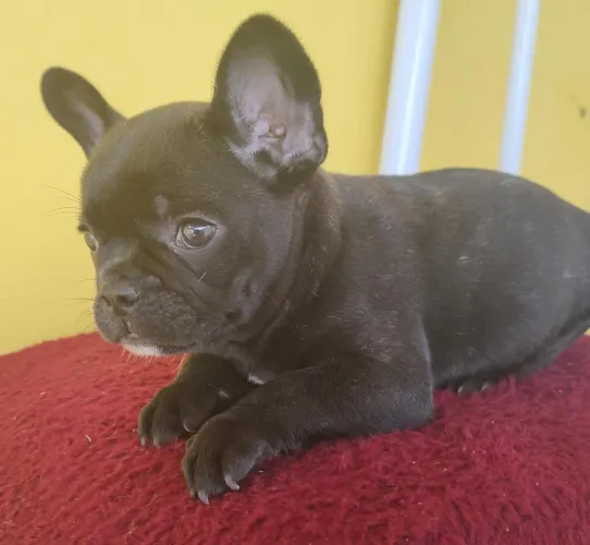 Bulldog francês o filhote que encanta a primeira vista