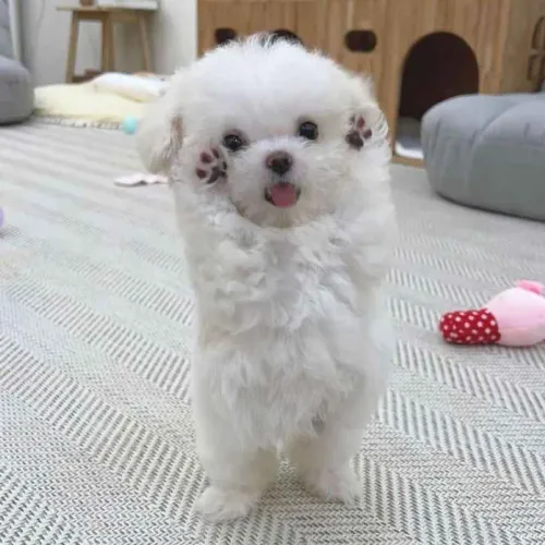 Filhote maltês, Venha conhecer os bebês mais fofos do mundo canino!