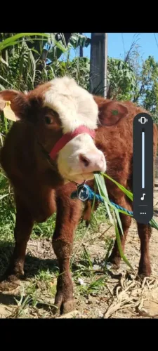 Touro pra raça hereford puro