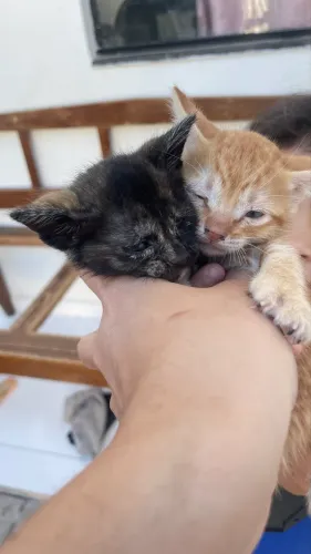 Gatinho para doação