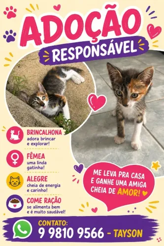 Gatinha Fêmea Para Adoção Responsável - Cerca de 2 Meses Linda e Brincalhona